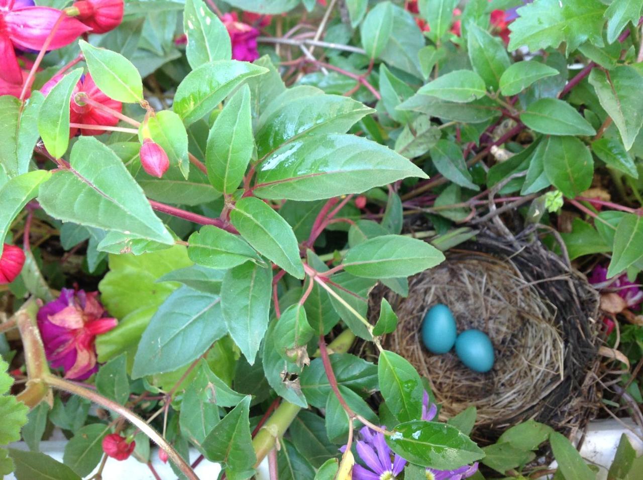 Robins Nest Bed & Breakfast Cody Esterno foto